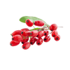 Fruits