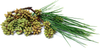 Pine Pollen Capsules - 5000mg 10x Potency Hormone Balance Anti-Inflammatory