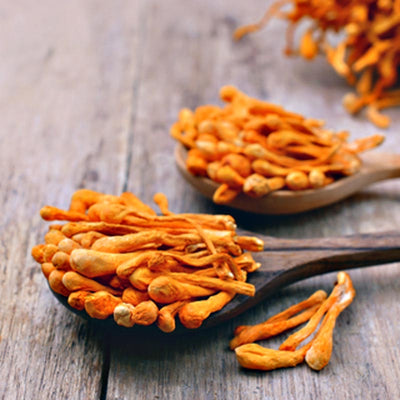 Organic Cordyceps Sinensis 50x Extract Energy Immunity Powder Capsules