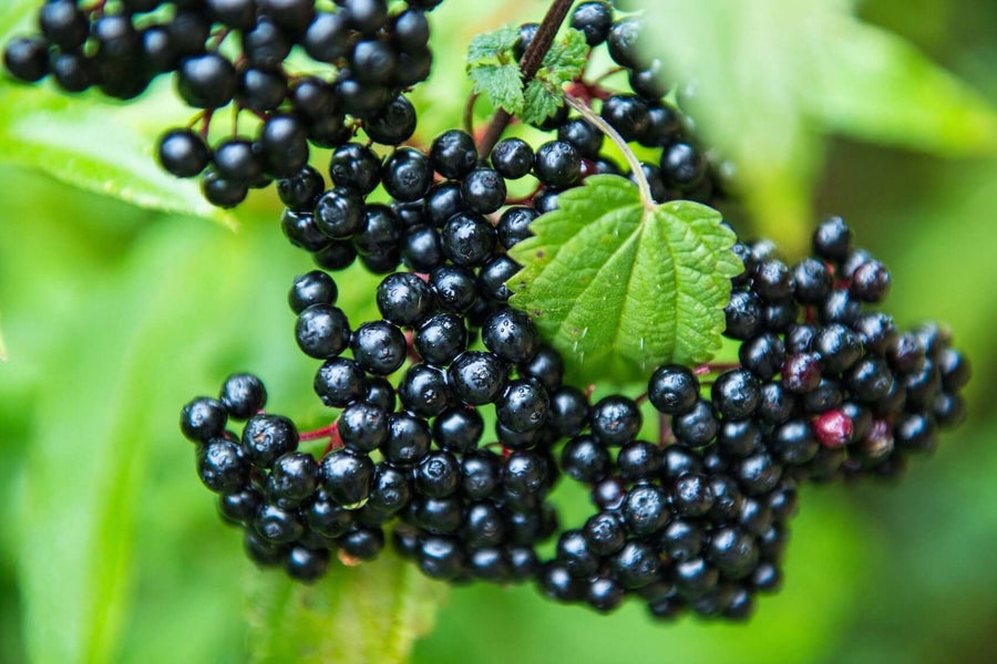 Organic Elderberry Capsules - 5000mg 10x Potency - Immune System Wellness Booster - Peak Herbs