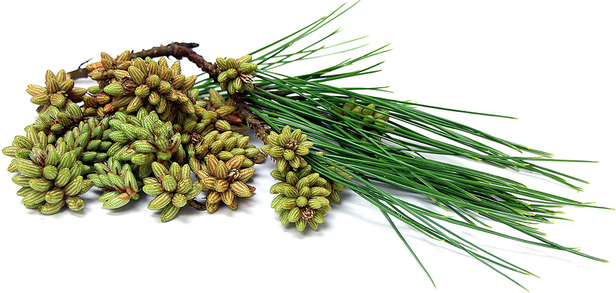 Pine Pollen Capsules - 5000mg 10x Potency Hormone Balance Anti-Inflammatory