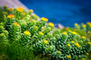 Rhodiola Rosea 10x High Potency Capsules