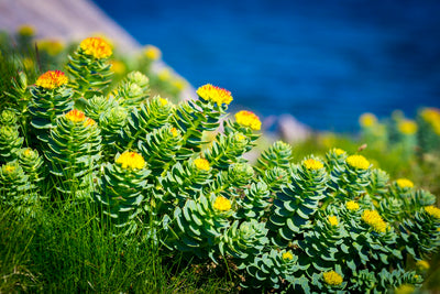 Rhodiola Rosea 10x High Potency Capsules